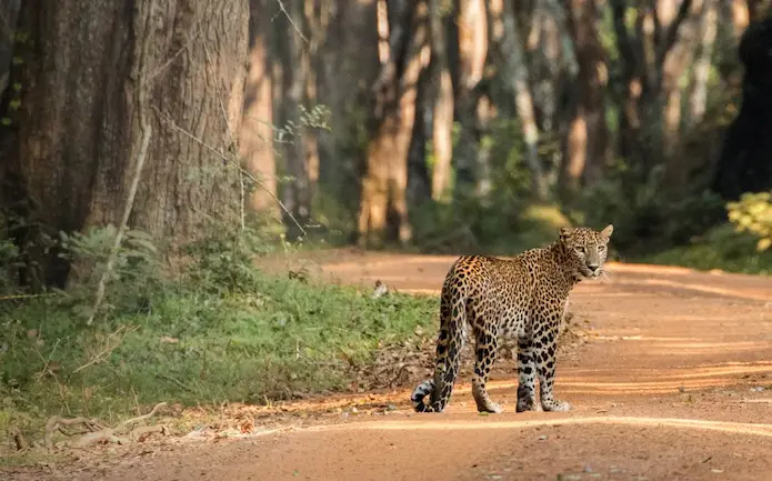 Wilpattu Nationalpark