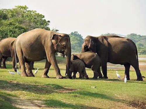 Yala Nationalpark