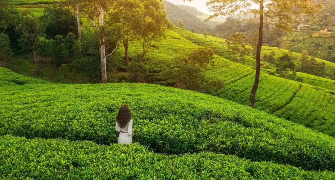 Malerische Teefelder-Tour in Nuwara Eliya, Sri Lanka